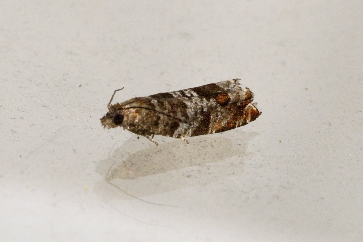 Peter Hendry tweet media