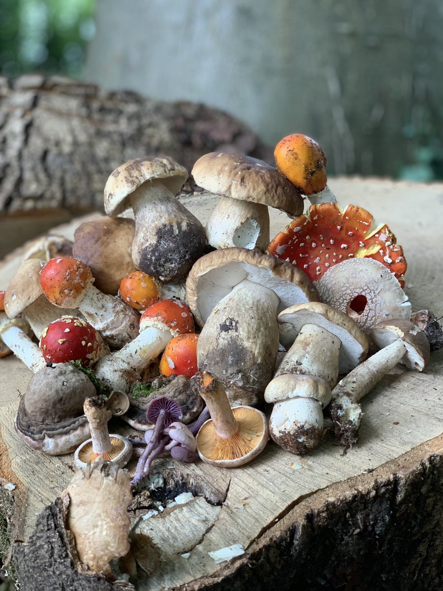 October Gems In Dorset! Can you ID them all? ❤️🍄 #foraging #mushrooms #mushroom #forager #foragedfood #wildfood #wildfoodlove