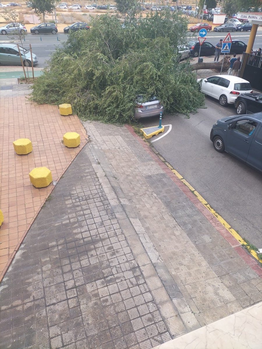 Arbolazo en la puerta de los Padres Blancos #Sevilla #viento #otoño #LosRemedios