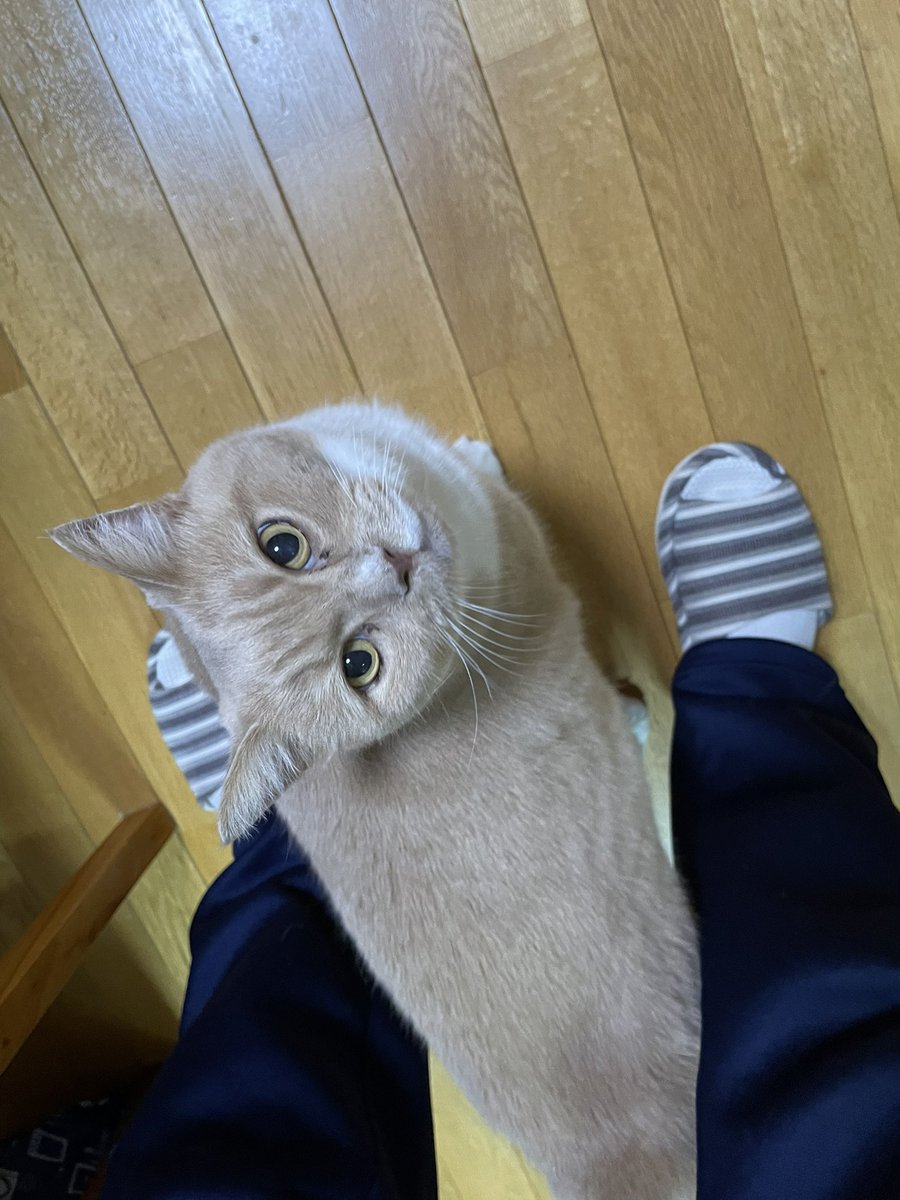 mint_0820's tweet photo. あざと系男子の上目遣いです…🥹💘
ご査収お願い申し上げます https://t.co/NctGCbvxU5