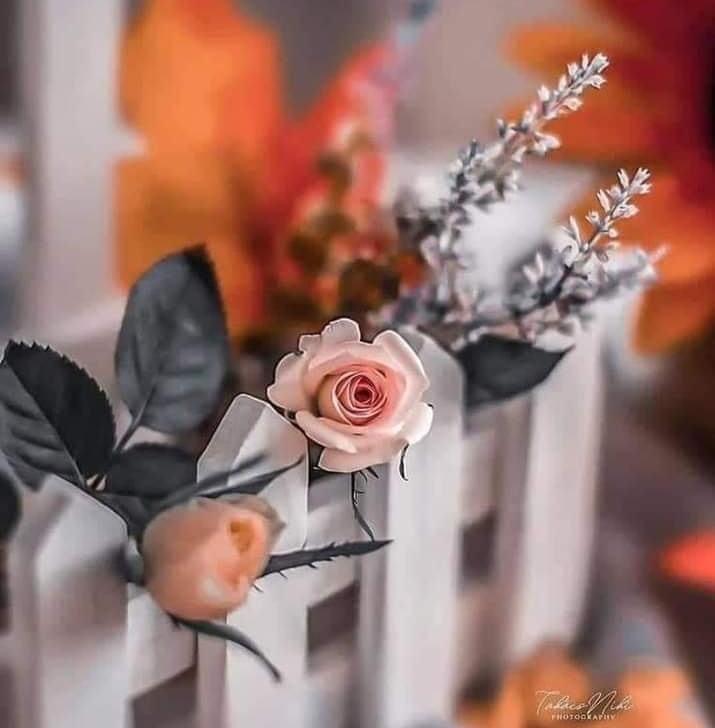 Hkhkctitutu's tweet photo. "صباحٌ كلُّهُ أملٌ وبُشرى
وخيراتٌ على الأرواحِ تترى✨" https://t.co/2C71h5RmQv