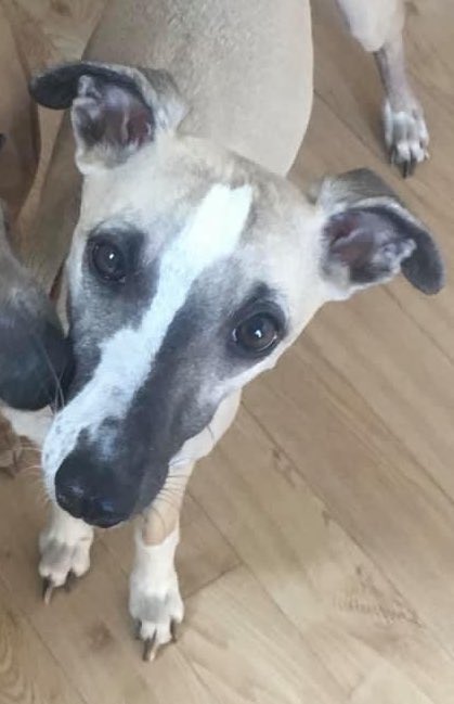 SAMPAuk_'s tweet photo. BAILEY MISSING SINCE 16th SEPTEMBER 2019: Have you seen her? She has such wonderful markings on her face. 
#Chatburn #Westbradford, #Lancashire BB7

@DogLostUK https://t.co/yR1eYGMALD

#LOSTDOG #PetTheftReform #MakeChipsCount #FernsLaw #ScanMe https://t.co/Uqc6gBV5na