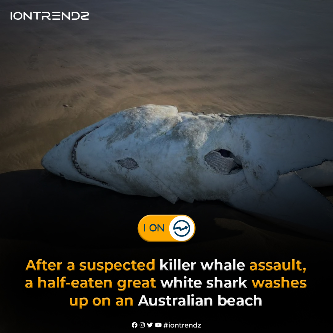 On 17 October, a 3m (10ft) long white shark came ashore on the coast of Portland, Victoria, with the center half of its body entirely torn apart.

#iontrendz #big #fish #shark #whiteshark #food #marineanimals #natgeo #wildlife #species #seafood #killershark #body #tornapart