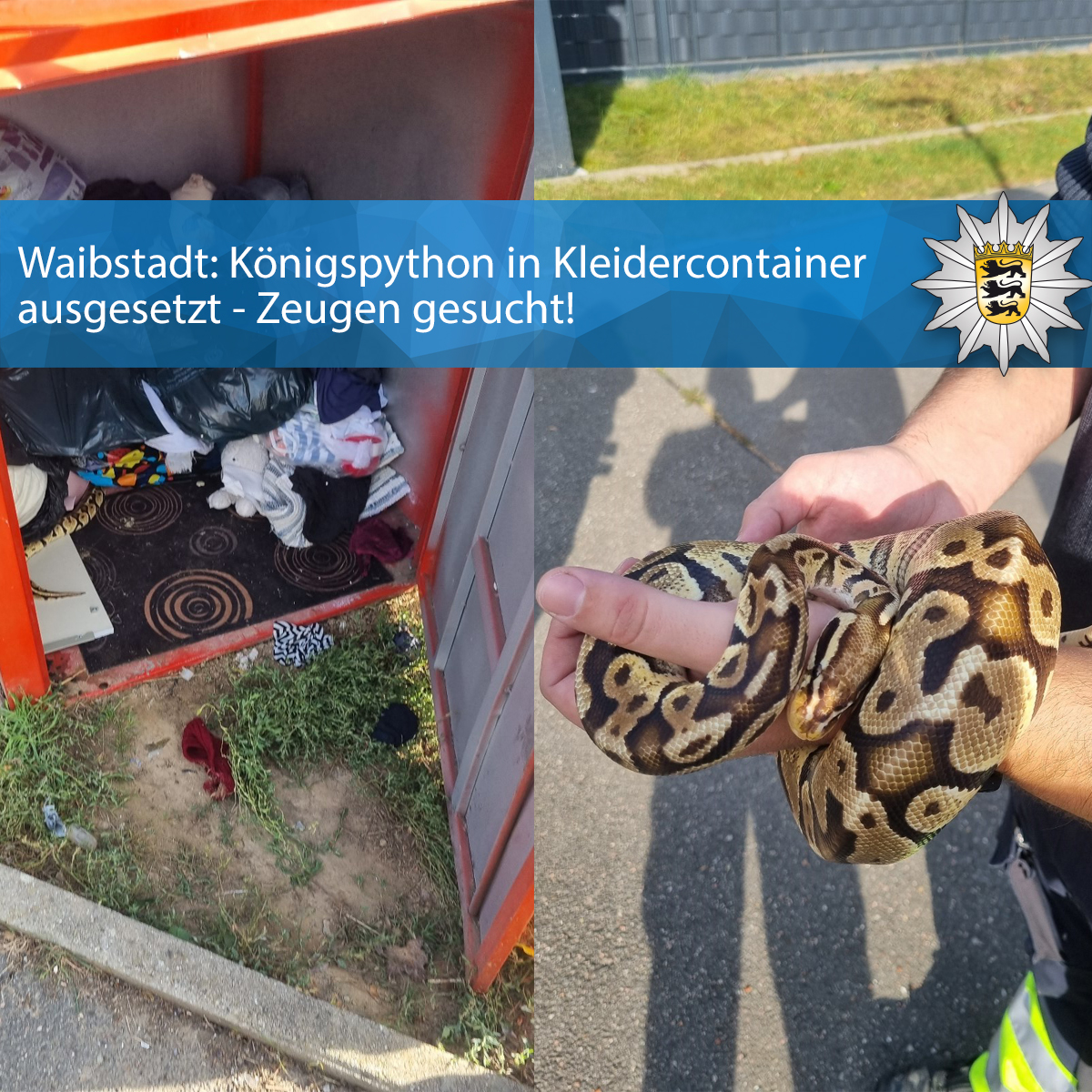 PolizeiMannheim's tweet image. 🪱 #Waibstadt: #Königspython in Altkleidercontainer ausgesetzt 🪱
😱#ZeugenGesucht:
presseportal.de/blaulicht/pm/1…