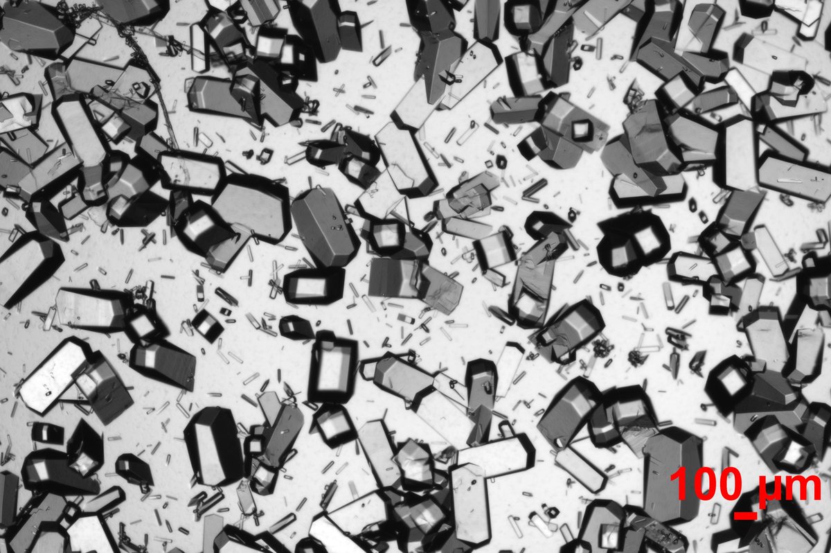 #6 "Unlocking the Secrets of Protein Structures: A Brighter Future with Carbon Quantum Dots as Nucleants for Crystal Clarity."
Image captured by Chaitanya Deo from Materials and Metallurgical Dept., IIT Patna
#ICSPT2023
#Microscopy
#IITPatna
#research #photography
