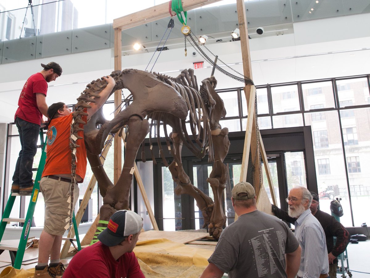 Happy #ThrowbackThursday to the installation of our Mastodon exhibit -- and a very flattering one at that. 😂 😉 #mastodons #museums #annarbor