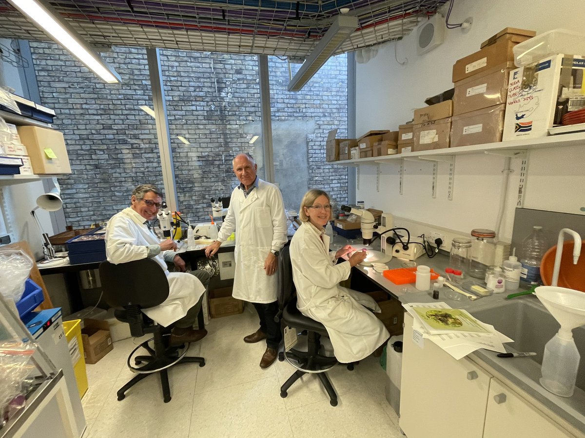 New volunteers in #TeamDiptera working on malaise samples from @KneppWilding 

First day at the ‘scopes and everything is new and mysterious!