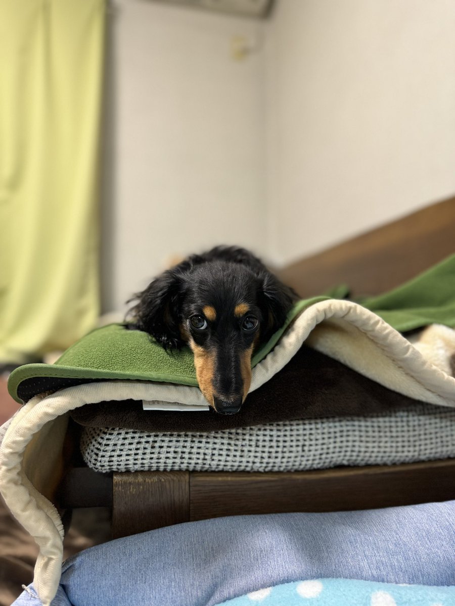 yuta0109funmon's tweet photo. あー、かわい。 https://t.co/0jbDeMbPee