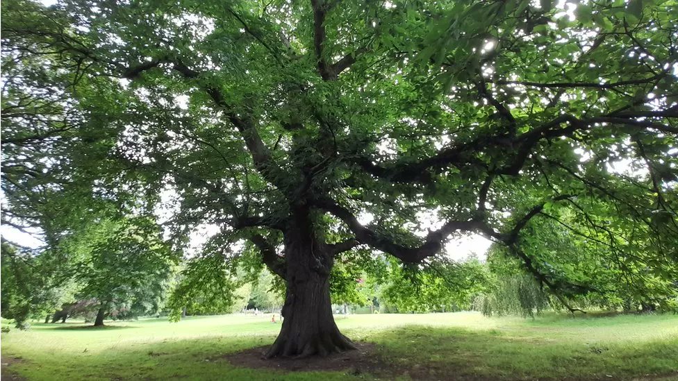 Tree of the Year 2023: Wrexham's sweet chestnut wins competition 'A towering sweet chestnut renowned for its beauty and history has been voted the UK's tree of the year.' bbc.co.uk/news/uk-wales-… #wales