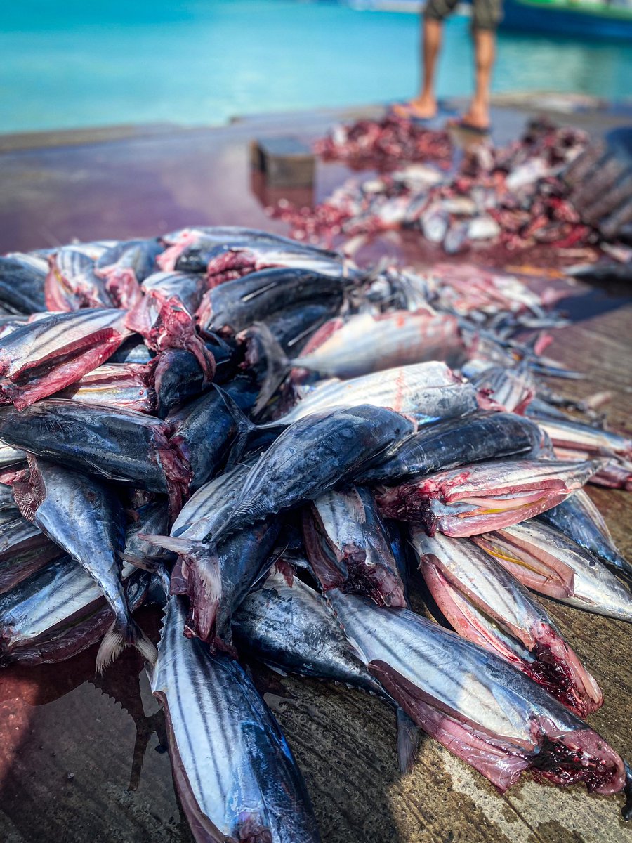 SFiu47's tweet photo. ދިވެހިންގެ ލޭނާރު. 

#Maldives #fishinglife #IslandLife #islandvibes #addu #seenuatoll #Maradhoo https://t.co/fOaq0ls5Ou