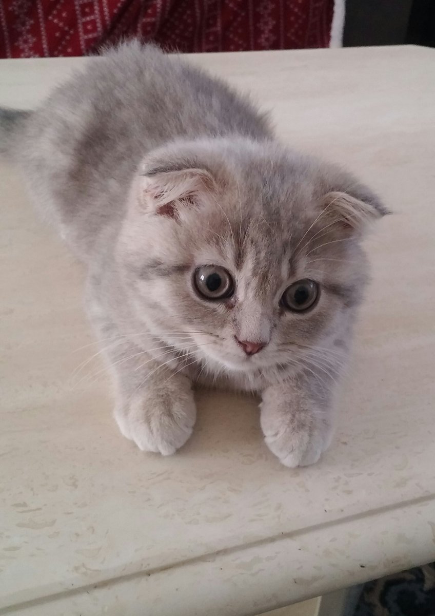 NalaNapoleon's tweet photo. "In the gentle presence of a little feline soul, I witness a world of vulnerability transformed into a symphony of pure, captivating tenderness." 🐾💫#TinyWonders #FragileBeauty #PetLove #HeartfeltMoments #CherishedCompanions #CaptivatingCats #DelicateSoul #AdorableFelines https://t.co/iarbXRnx1U
