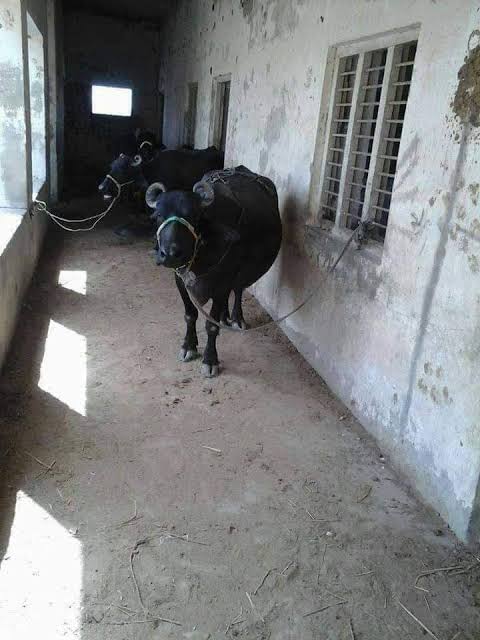 سندھ میں تعلیمی نظام کی تباہی کے ذمہ دار بھی یہ وڈیرے ہی ہیں جنہوں نے سکولوں میں باڑے قائم کر رکھے ہیں.
#سندھ_میں_وڈیراشاہی_نامنظور