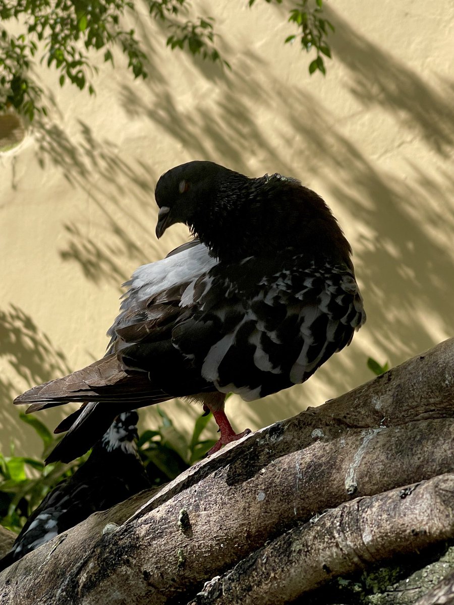 epintadorm's tweet photo. Cute pigeon posing
for me today😀. #wildbirds #birdsoftheworld #walkingrunning🏃‍♀️ #happymorning https://t.co/69P0tf4Fgy