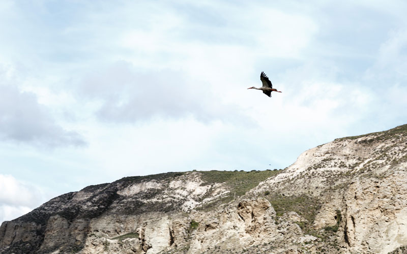 🪿#Rivas siempre ha sido el hogar de la cigüeña durante el invierno. Ahora su población se reduce cada vez más por las numerosas incursiones de caza furtiva
💪Si quieres colaborar, puedes acudir a la laguna de El Campillo y colgar tu cartel de protesta
#biodiversity #Innovacion23