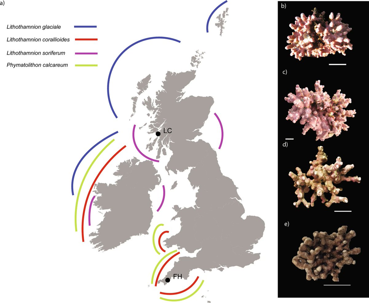 Climate change and red coralline algae - how will UK species be affected? @Juliet_seaweeds NHM &al look at how more fragile southern species may move north - Environmental impacts on the structural integrity of British rhodoliths doi.org/10.1038/s41598…