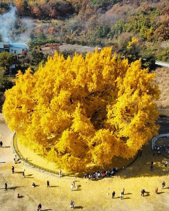 원주 반계리 은행나무는 30일경 절정을 이룰 거라고 합니다.