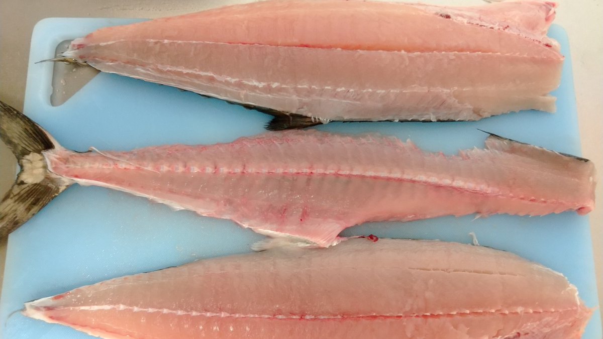 k_nagoro's tweet photo. 10月19日(木)の釣果🎣

サゴッシー　１匹

良さげな潮回りだったので、場所取りも兼ねて、ほとんど寝ずに釣行🚗💨
期待に反して釣果は激渋😵💦
周りで釣れてたのはおそらく数名のみで貴重な①本🐡
釣れてくれてありがとう😆✨ https://t.co/fM3TpefIsK