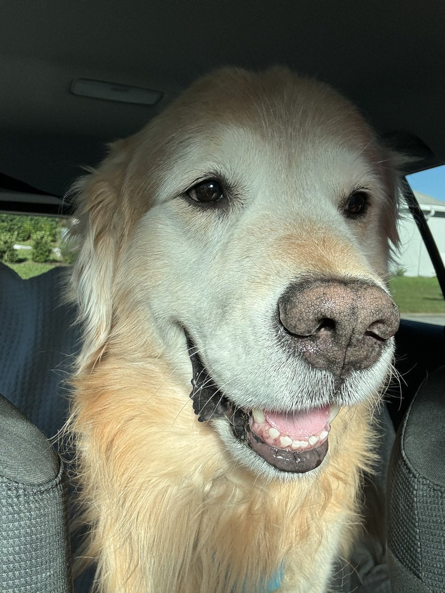 Anything to help pets!  #SNELovesPets.  I love riding in the car!! 🚙