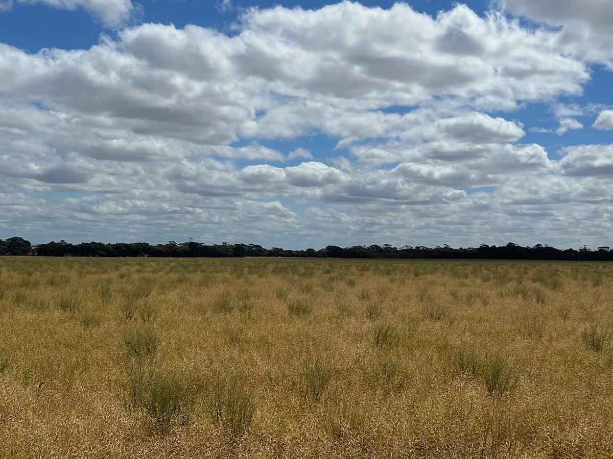 Brad kiddle tweet media