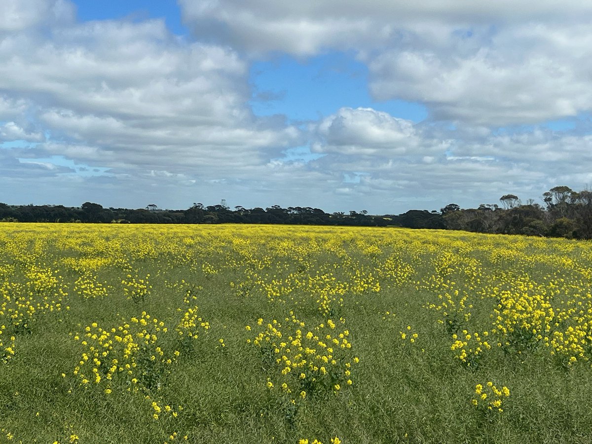 Brad kiddle tweet media