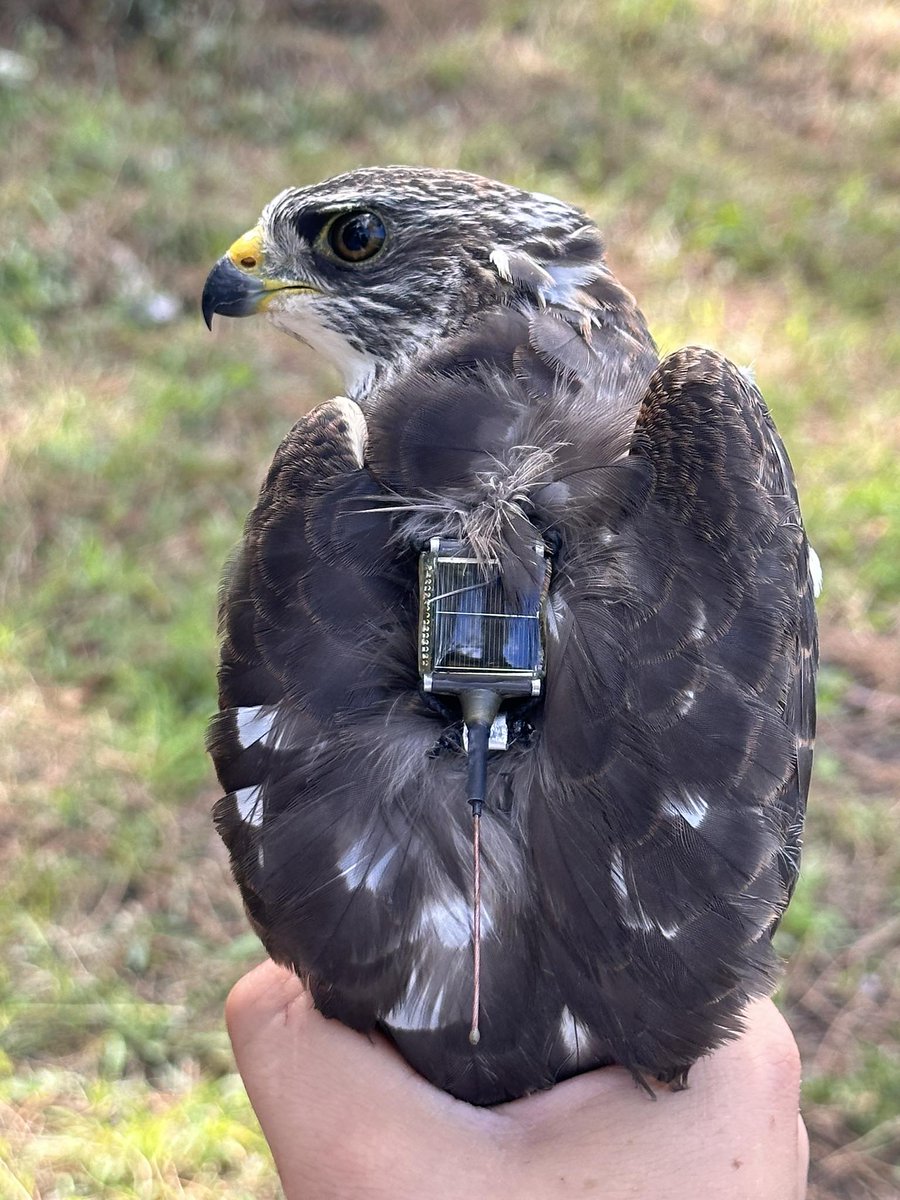 It's been over 2 weeks since our last Levant Sparrowhawk update. This was partly due to a lack of transmissions, but yday and today we finally got some new data. Some bad, but mostly good news.🧵👇1/4 📸 Left: Levant Sparrowhawk 'Dudu' in Sept 2022. Right: 'Kimara' in Sept 2023.