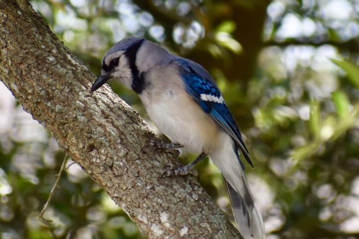 Man the blue jays were being noisy  today.  I wonder what they were up to? #thenerdybirder #photographylife #birding #texas #birdwatching #noveltygifts