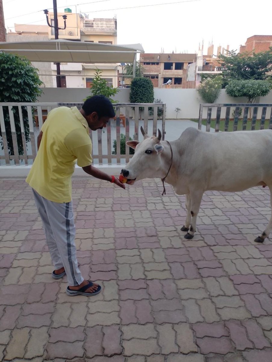 गौ सेवा मात्र एक संकल्प नहीं प्रयास भी होना चाहिए।