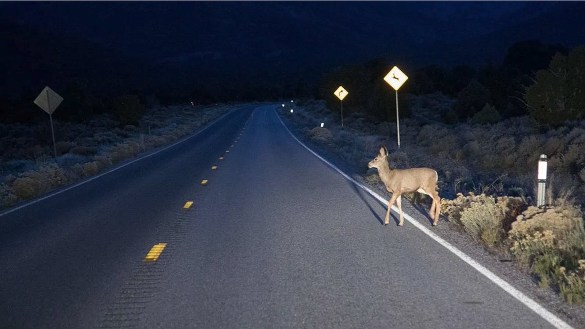 How to Avoid Collisions With #Deer This Fall: bit.ly/4092Nur #DeerSeason #hunting