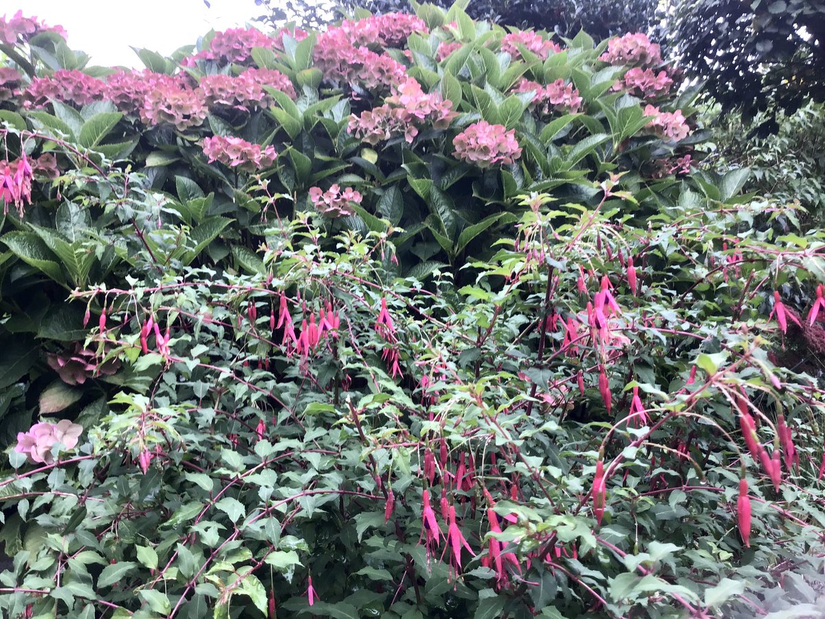 In onze achtertuin bloeien de hortensia en de fuchsia nog volop.