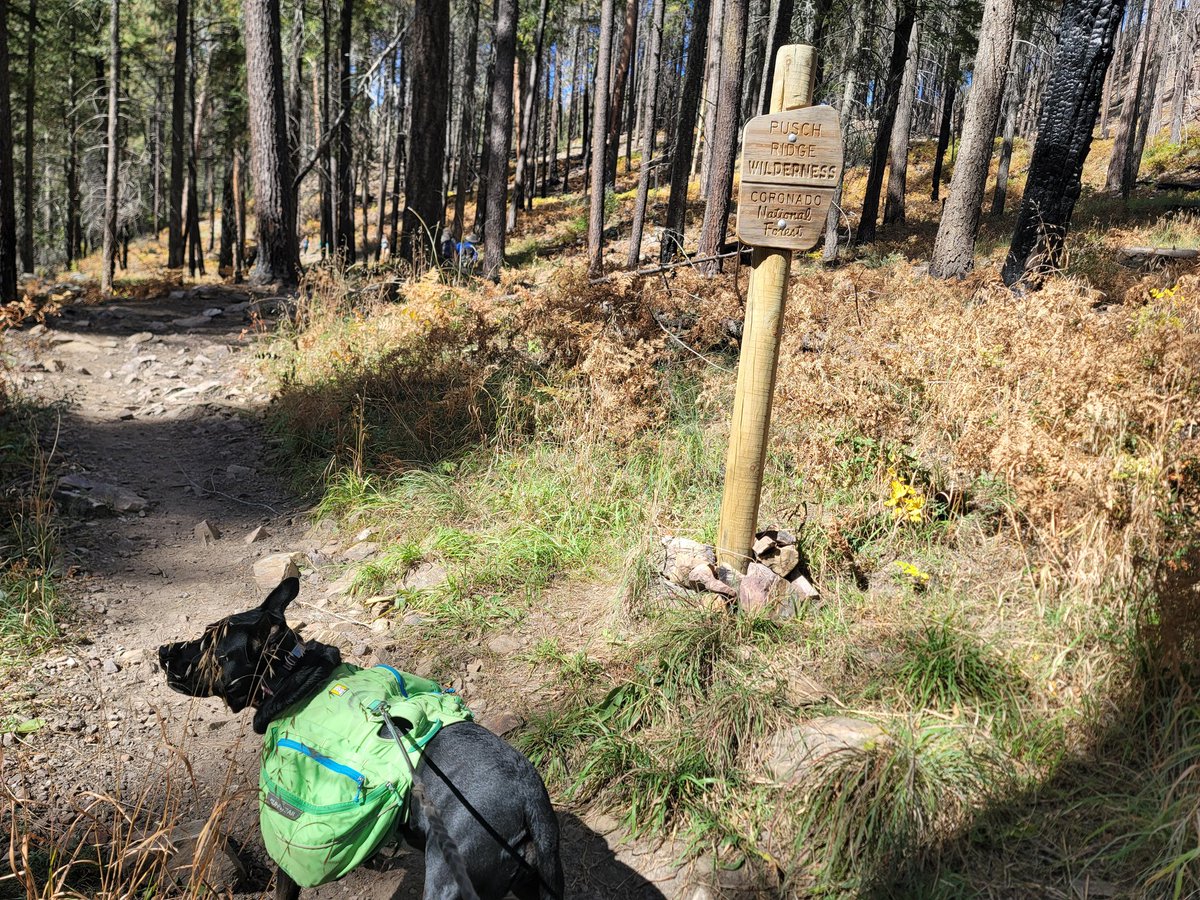 ShadowThePibble's tweet image. Dad say da trees colorful. I only sees da creek