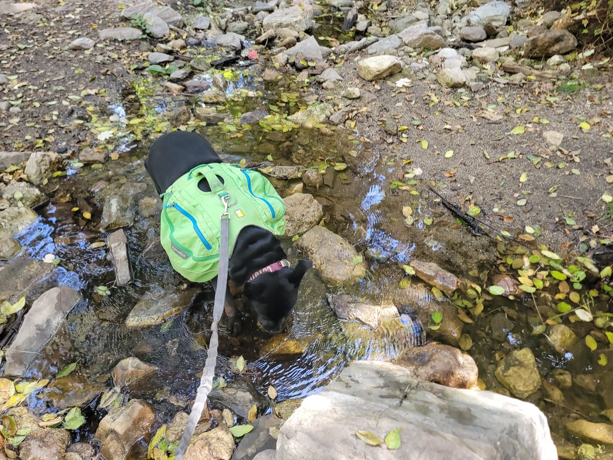 ShadowThePibble's tweet image. Dad say da trees colorful. I only sees da creek