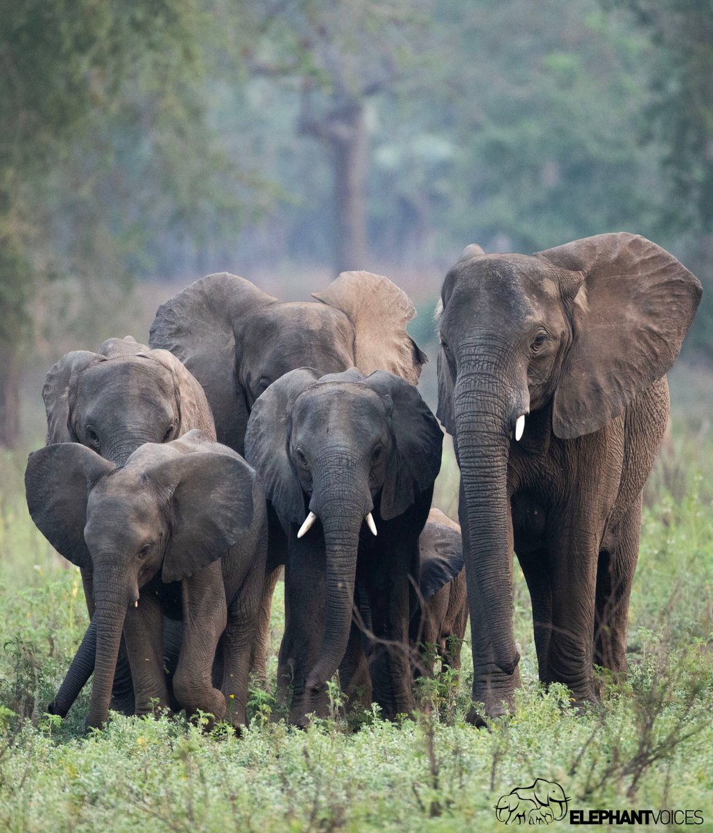 elephantvoices's tweet image. We are all familiar with the saying, ‘it takes a village to raise a child.’ This adage applies equally to elephant society! Juvenile females learn vital mothering skills by taking care of the calves, a behaviour that is referred to as allomothering. #TheElephantEthogram