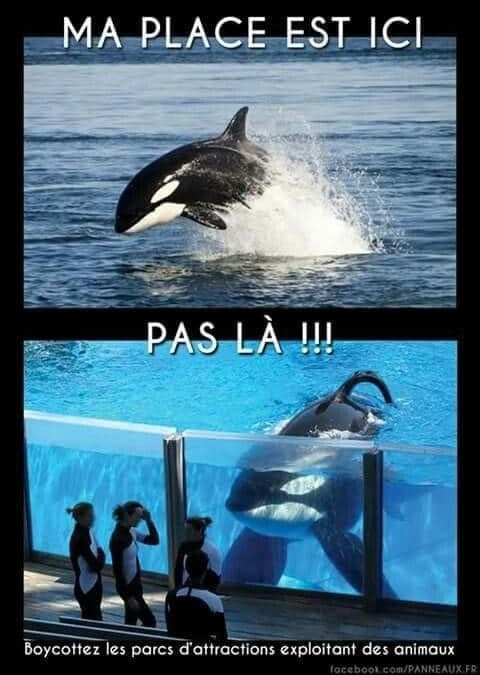 Di_Onore's tweet photo. ⛔️LES ANIMAUX NE SONT PAS UNE ATTRACTION
#sauverlesorques #Marineland #parcattractions #exploitationanimale #animaux #défenseanimale #causeanimale #milieuxmarins #orques #océans https://t.co/9qJ1Lv4bPG