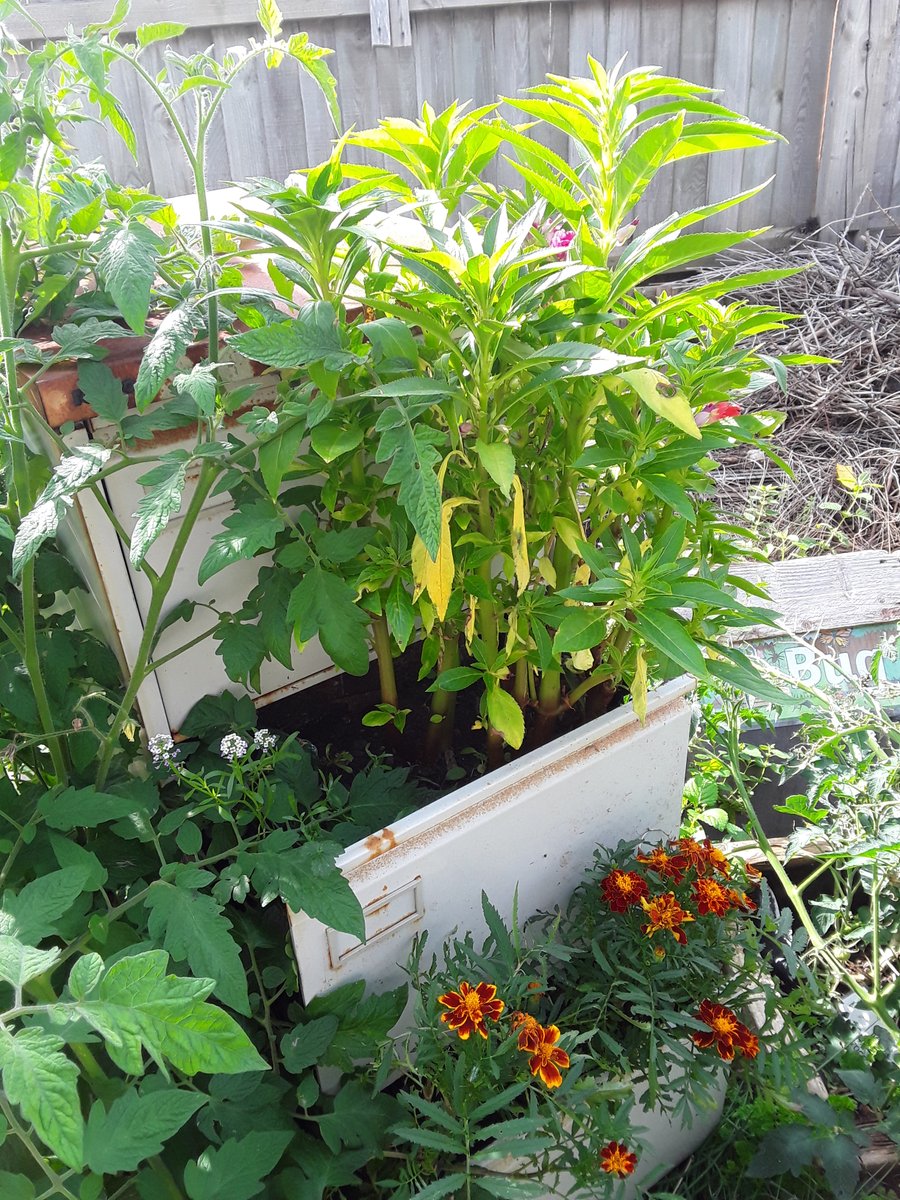 WelcombeHills's tweet photo. We've really enjoyed the first season in the Hollow Nature garden. We have nurtured our flowers, harvested cucumbers, tomatoes and peppers.
The cucumbers have been enjoyed for snacks and the tomatoes &amp; peppers were used to make delicious soup by the pupils and enjoyed by all! https://t.co/oupkGmcxZy