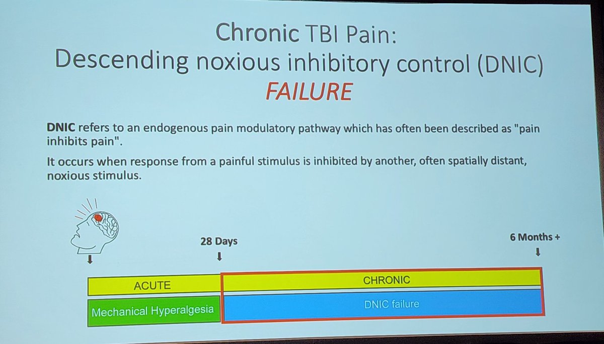 griz1's tweet photo. Chronic pain post-#TBI may be due to failure of descending noxious inhibitory control #DNIC. @AmericanPain @AANmember @Neurotrauma @EaRLY_TBI @BIRC_at_UCLA @neuroayogi @ASnyderPhD #chronicpain #NNS23 #NNS2023 https://t.co/IGDifiegyt