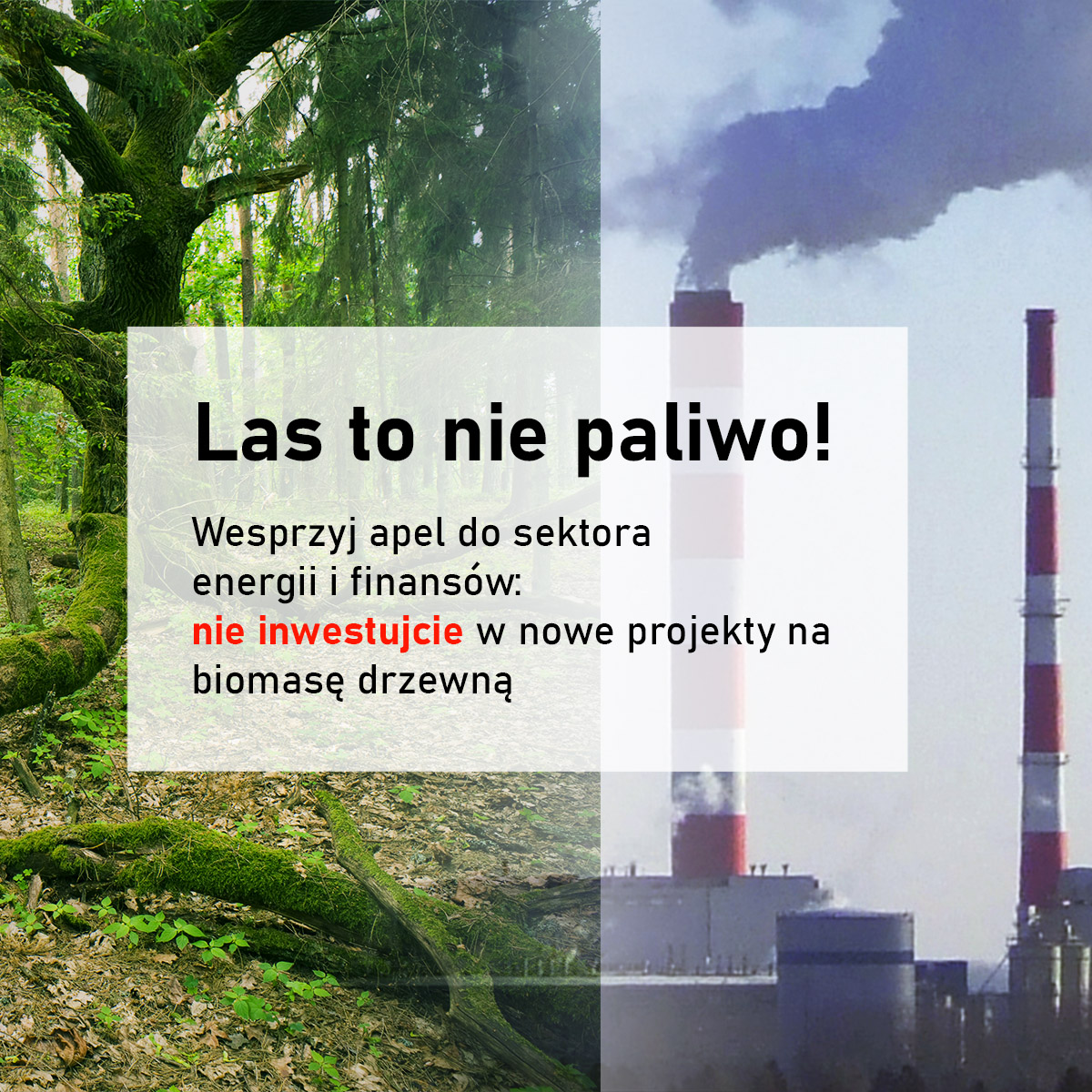 Apel do sektora energii i finansów
🌳Lasy to nie paliwo! Stop spalaniu lasów!

Spalanie biomasy drzewnej jest szkodliwe dla klimatu i środowiska.

Dołącz do Międzynarodowego Dnia Akcji - Bioenergia
#BigBadBiomass <a href="/UNFCCC/">UN Climate Change</a> #StopBurningTrees

instytutsprawobywatelskich.pl/stop-spalaniu-…