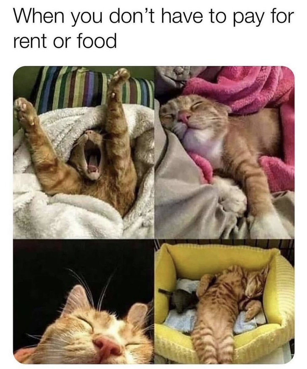 2 sleeps until #Caturday and some more cats finding their #FureverHome 🤞

Now we’re pretty sure that they won’t contribute to paying rent, but who minds inviting an unemployed freeloader into their homes &amp; hearts when they are as cute as some of our residents!! 💜🐈 - Holly
