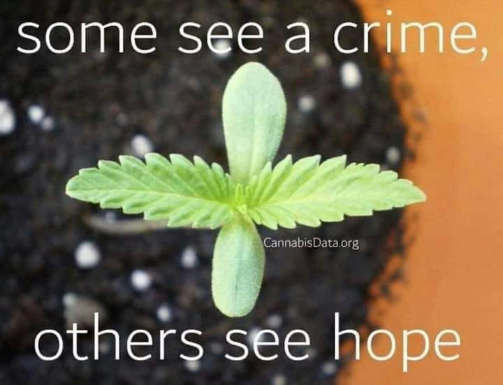 cannabishub's tweet photo. What do you see? https://t.co/yeossrZVI9