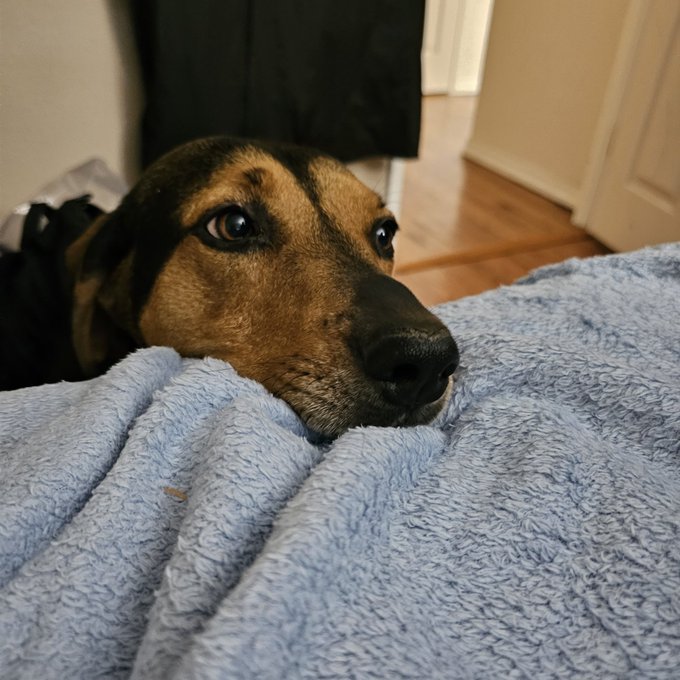 Someone made me crawl to the foot of the bed for pets instead of walking around the bed... https://t<a href="/tag/roadtotwitchcon"class="tags"><span>#roadtotwitchcon</span></a>