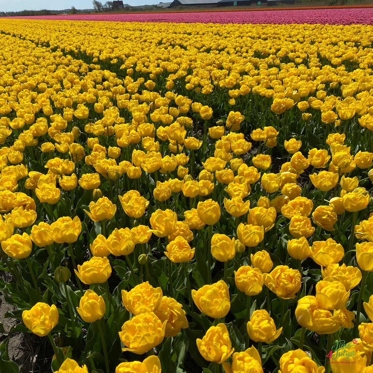 time4tulips's tweet photo. 🌷 An abundant field of bright yellow Gold Rush Tulips.

#time4tulips #tulipsfields #tuliplovers #ilovetulips #tulpen https://t.co/nCL5trZURO