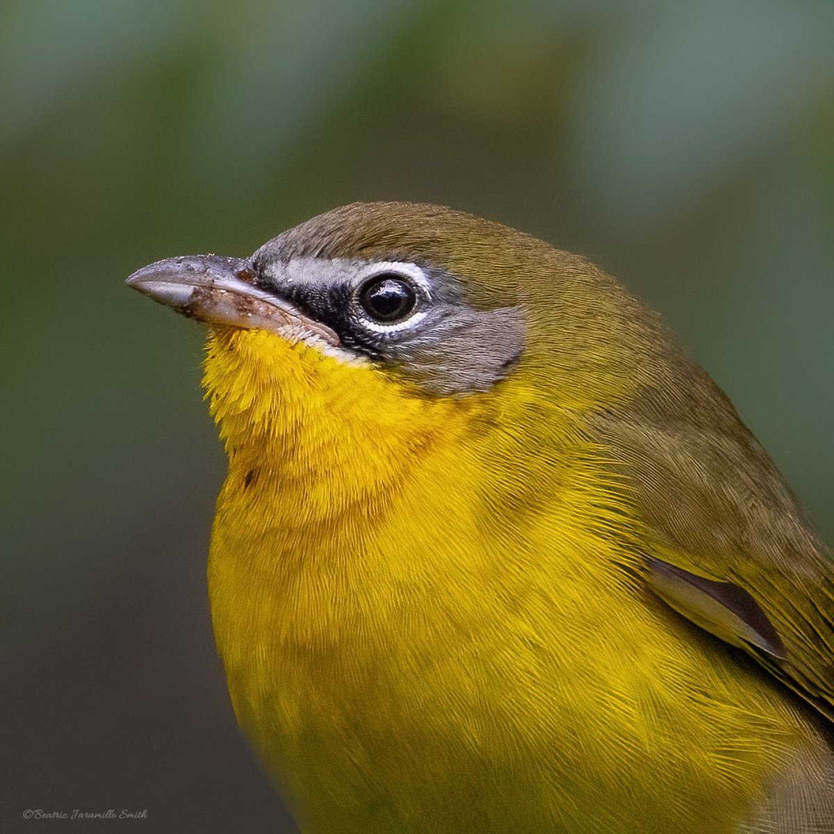 Yellow-breasted Chat at Shakespeare Garden. @CentralPark_NYC #birdcpp #fallmigration2023 #birding #birdingphotography #birdwatching #birdscentralpark #birds #BirdsOfTwitter #migratorybirds