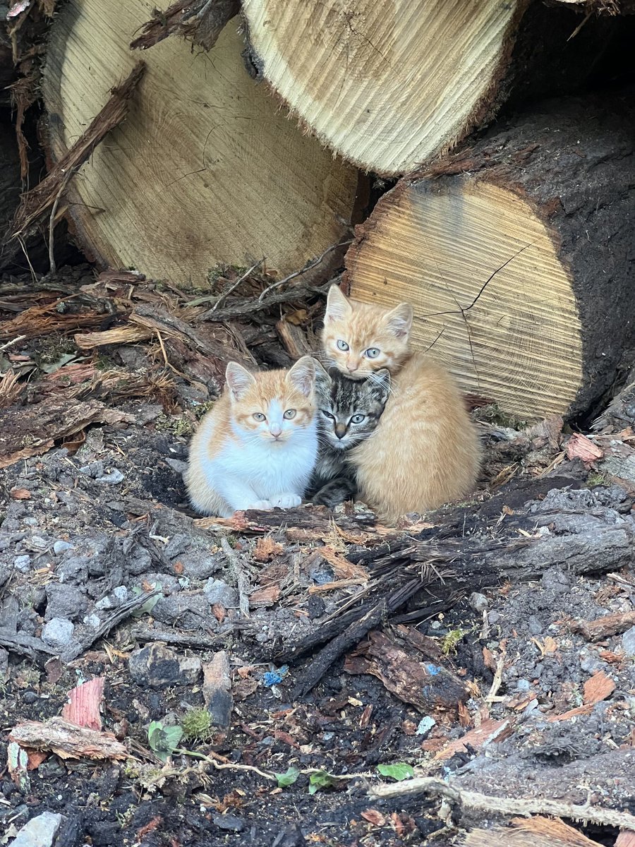New mascots at our #normandy #oak #sawmill