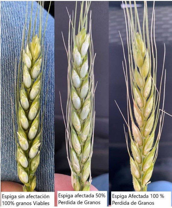 Nueva campaña, misma historia😞…  Trigos helados sin granos.

#trigo #helada #Sequía #campo #agricultura