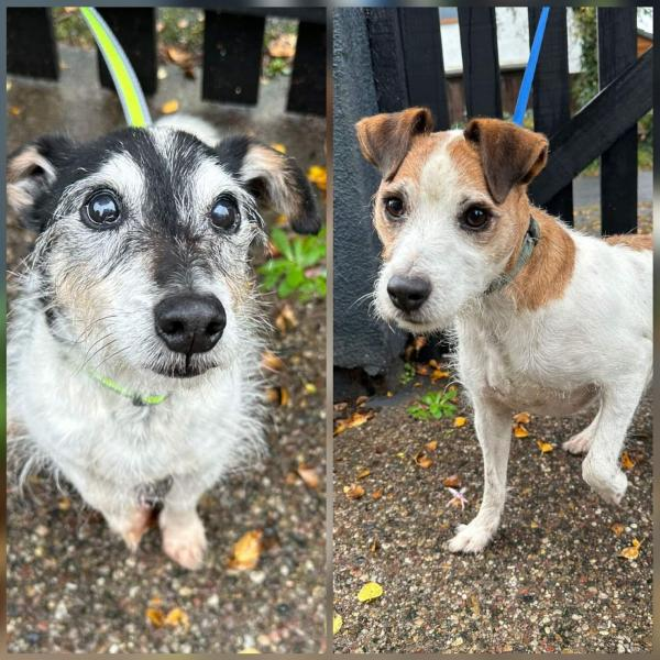 Please retweet to help Max and ben find a home together #WARRINGTON #CHESHIRE #UK 

Bonded pair, aged 8 and 14!! They can live with respectful children. They are good in the car, housetrained and in good health. 
Please share to help them stay together 🌟🌟🌟
DETAILS or APPLY👇