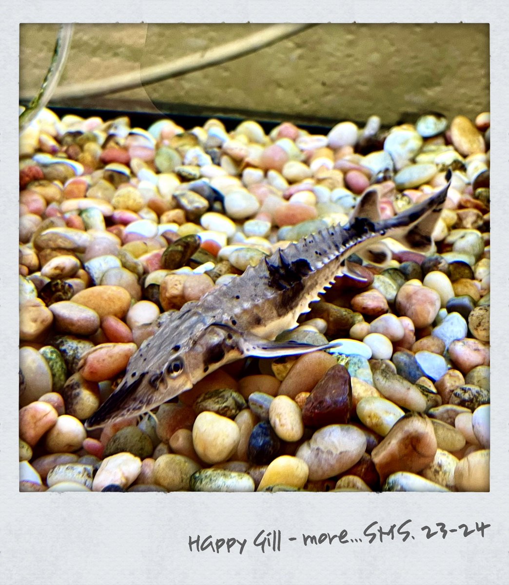 Meet Happy Gill-more!! 21,698 votes cast in our Name the Lake Sturgeon contest. Happy is calling Shumate MS home until June 2024. Then, Detroit River. @darrincamilleri @Jaime_Churches @RepDebDingell @superGSD @GSDacademics @ShumateAP @richbacolor @k12science #GettingScienceDone