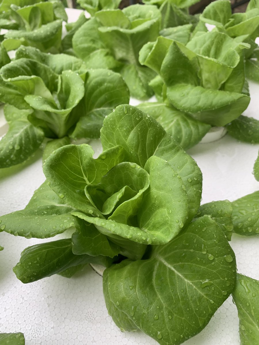 xangald's tweet image. Beautiful Butterhead Lettuce by @RijkZwaan #hydroponics #kratkymethod