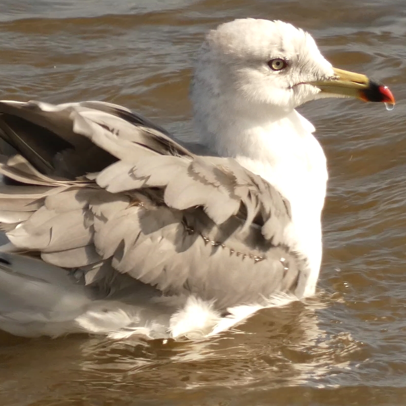 ぷかぷかウミネコくん。
#blacktailedgull #gull