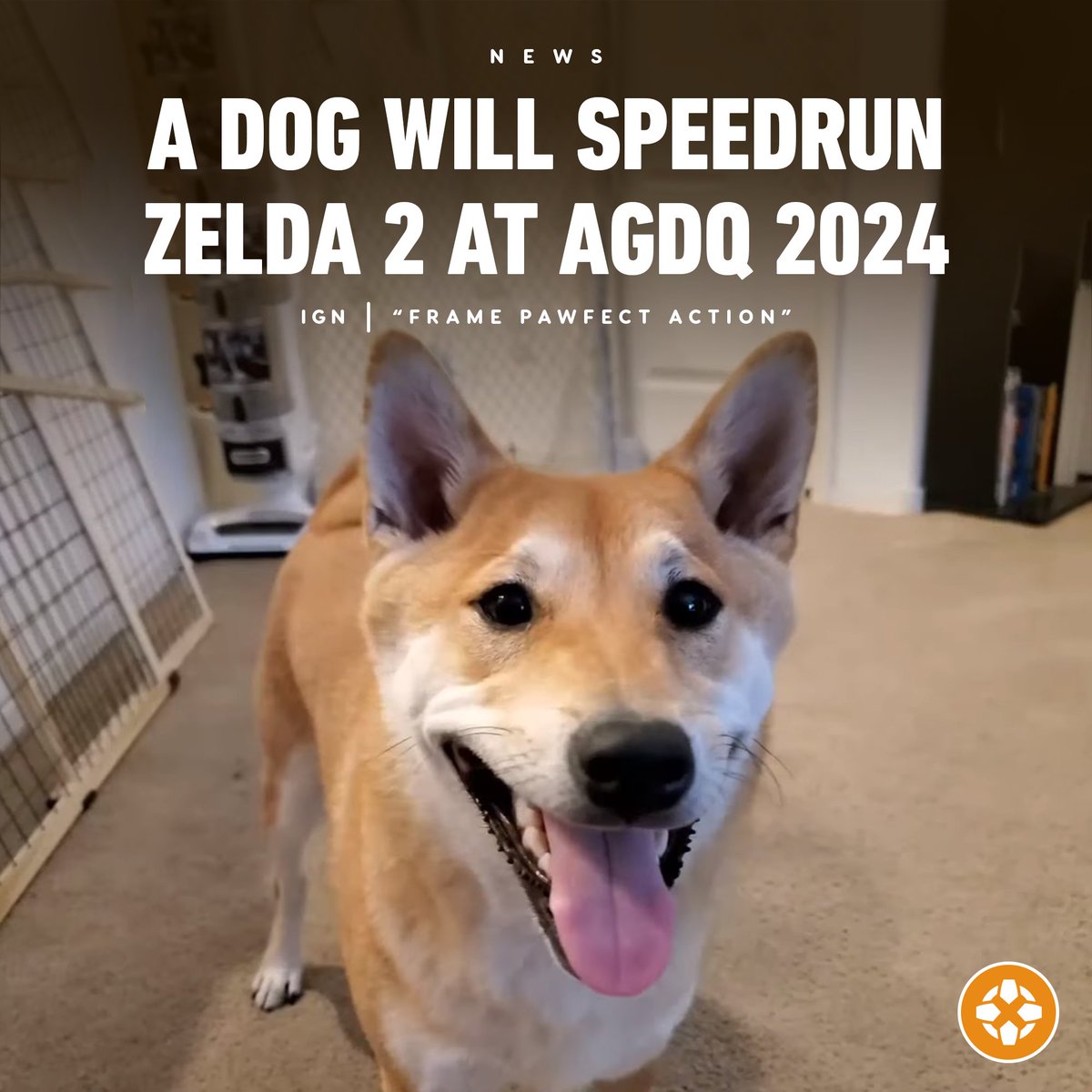 Peanut Butter the Shiba Inu will be speedrunning Zelda II: The Adventure of Link during Awesome Games Done Quick 2024. bit.ly/48SEe9b