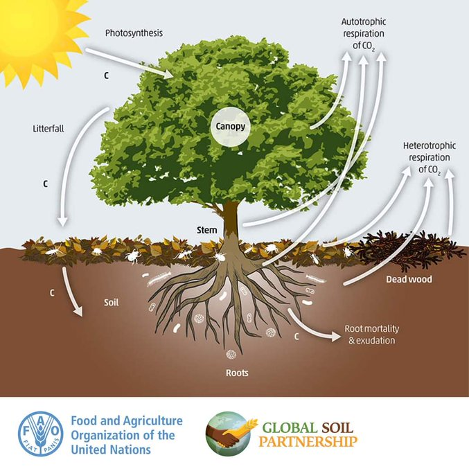 #DYK that the carbon cycle starts in soils? ⁉️ 

The #carbon stored in soil organic matter is crucial to soil health, fertility and ecosystem services, including food production and #ClimateAction 

Learn more➡️tiny.cc/hg8cvz

Via <a href="/FAOLandWater/">FAO Land, Soil and Water</a> #SoilHealth
