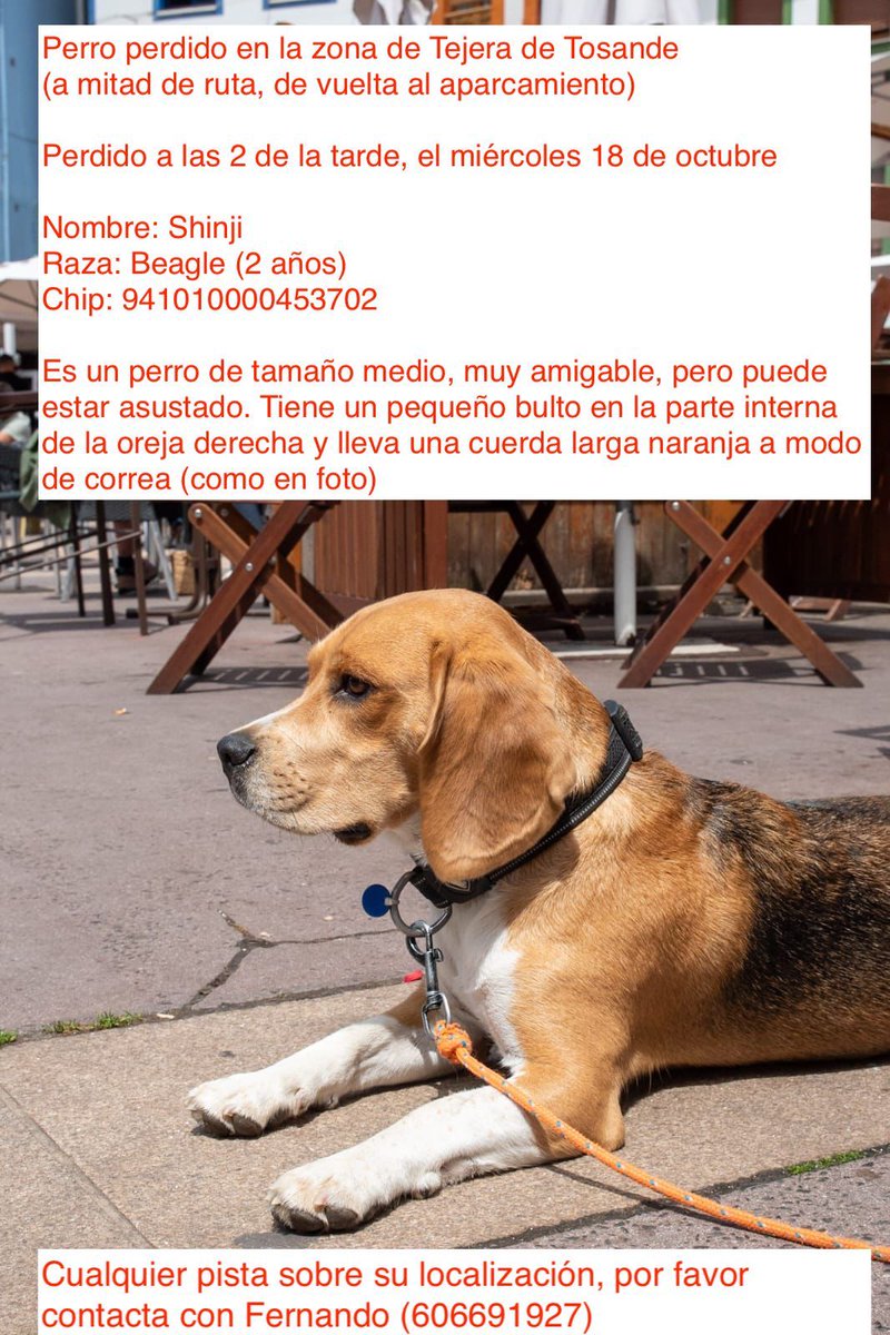 Ayer se perdió mi perro. Todos los datos en la foto. #Palencia #perroperdido #tejedadetosande #Beatles.
Cualquier información será muy agradecida